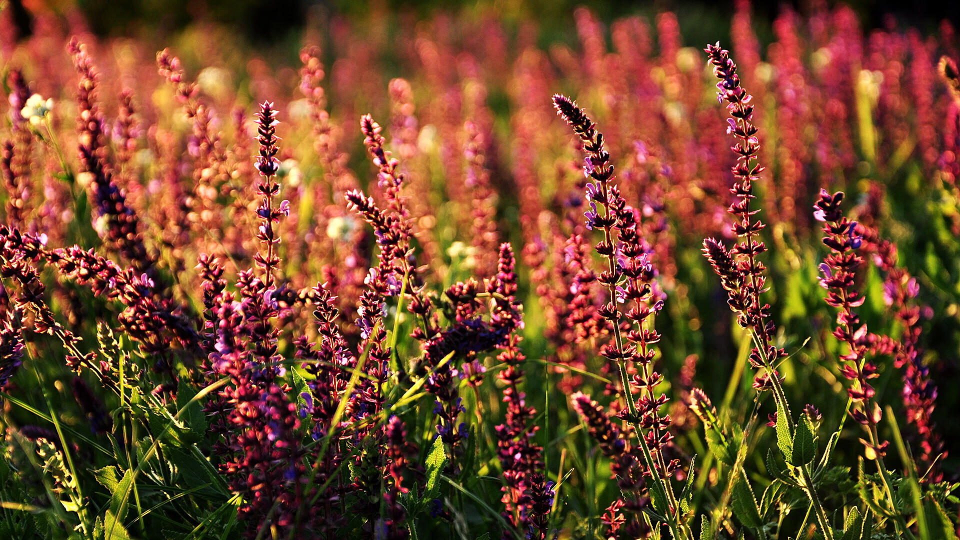 跳水半决赛中立代表队A成功晋级，跳水半决赛人数